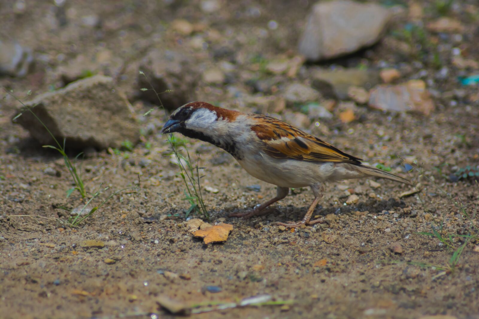 Nikon D7100 sample photo. Bird, minova, africa photography