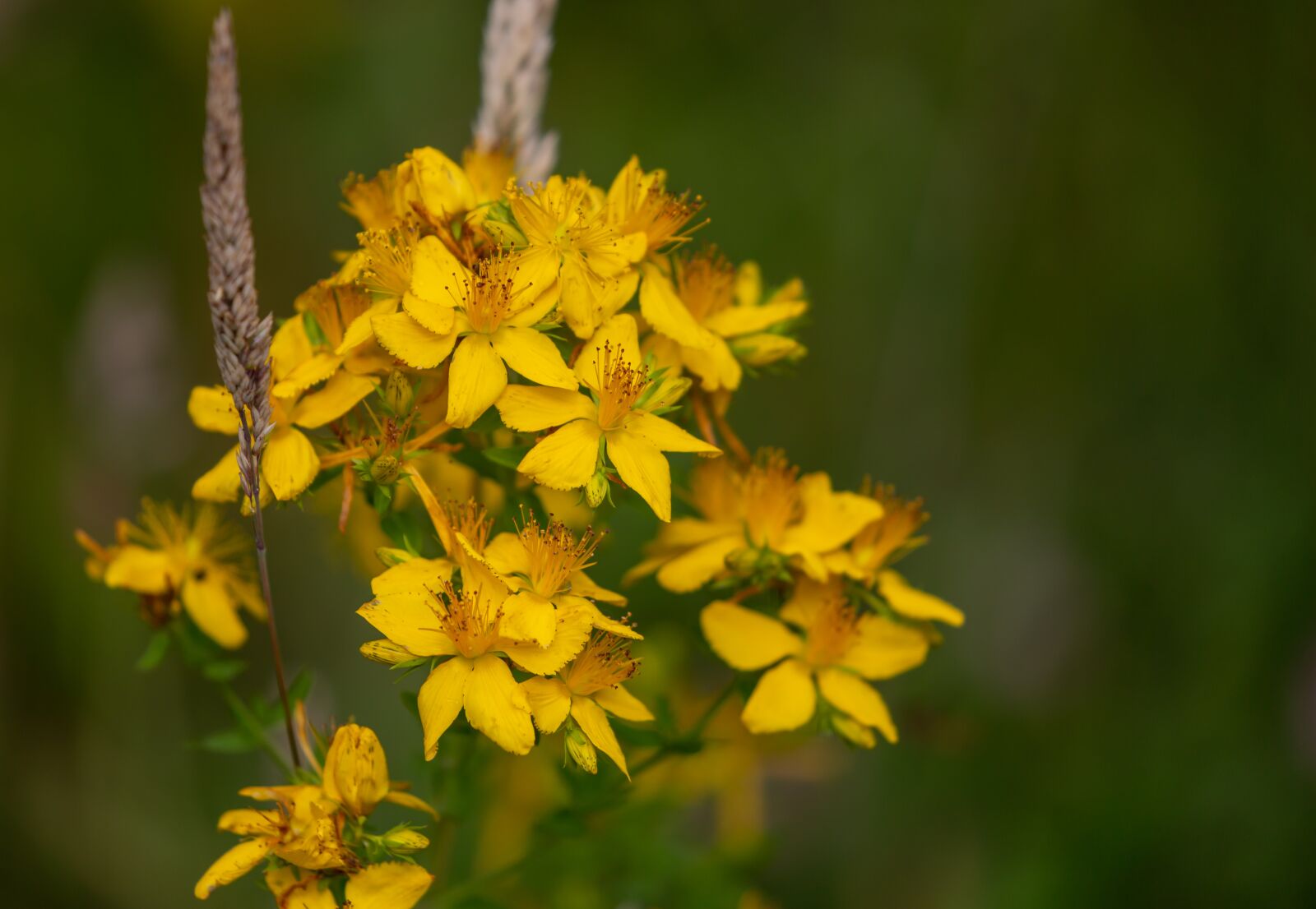Canon EOS 5D Mark III sample photo. St john's-wort flower, hypericum photography