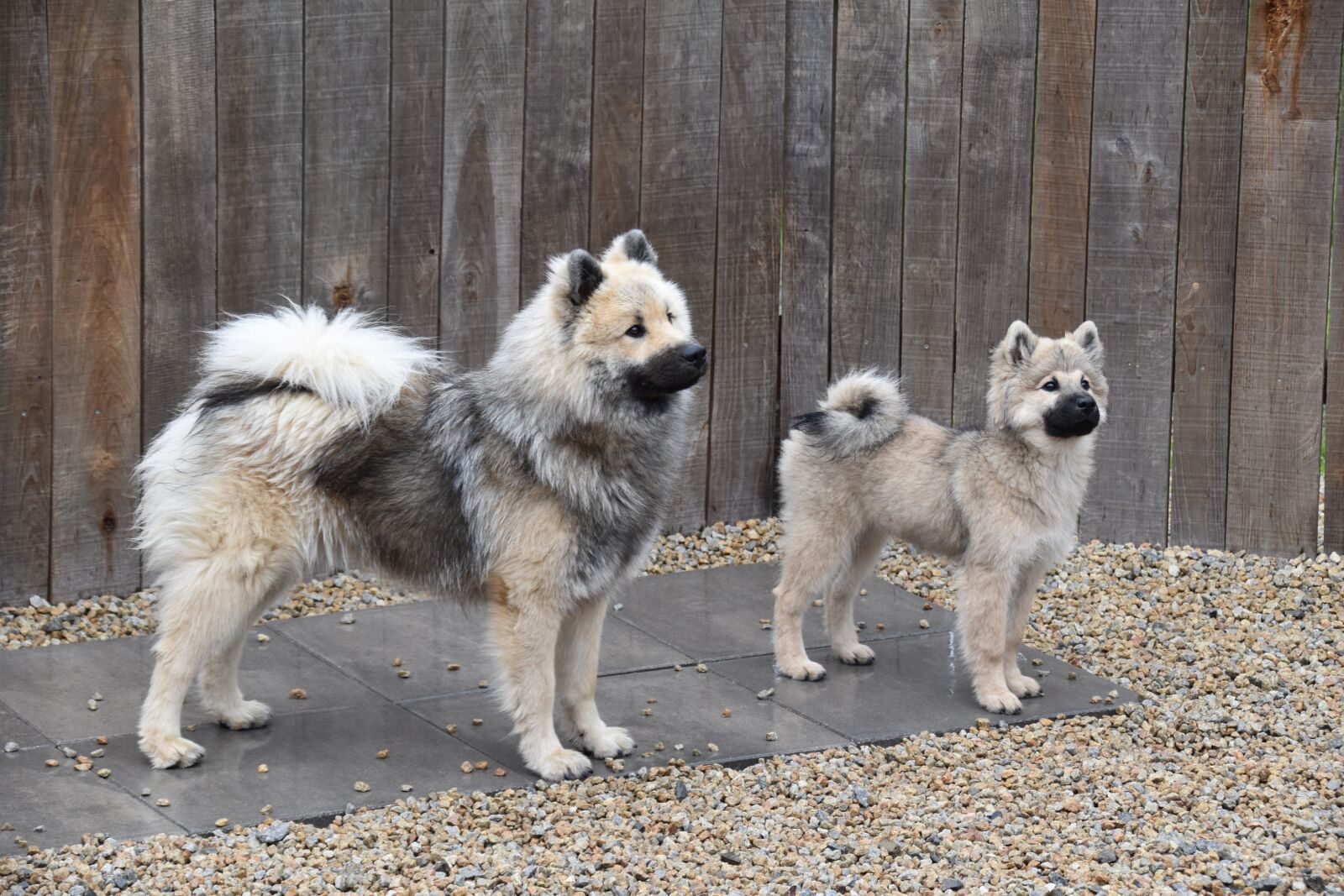 Nikon D5600 sample photo. Dogs, young dogs, dogs photography