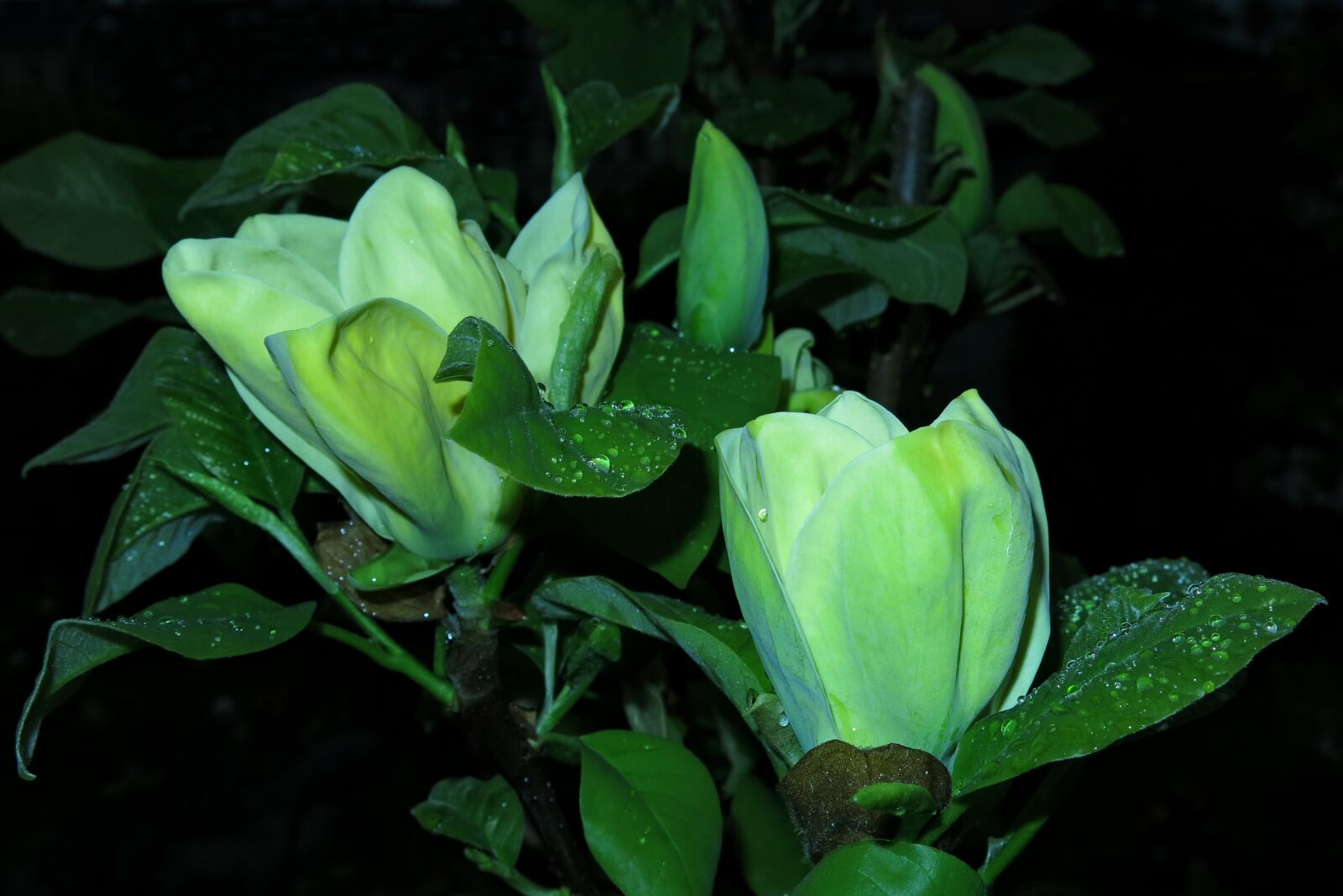 Canon PowerShot G15 sample photo. Magnolia, yellow flower, flower photography