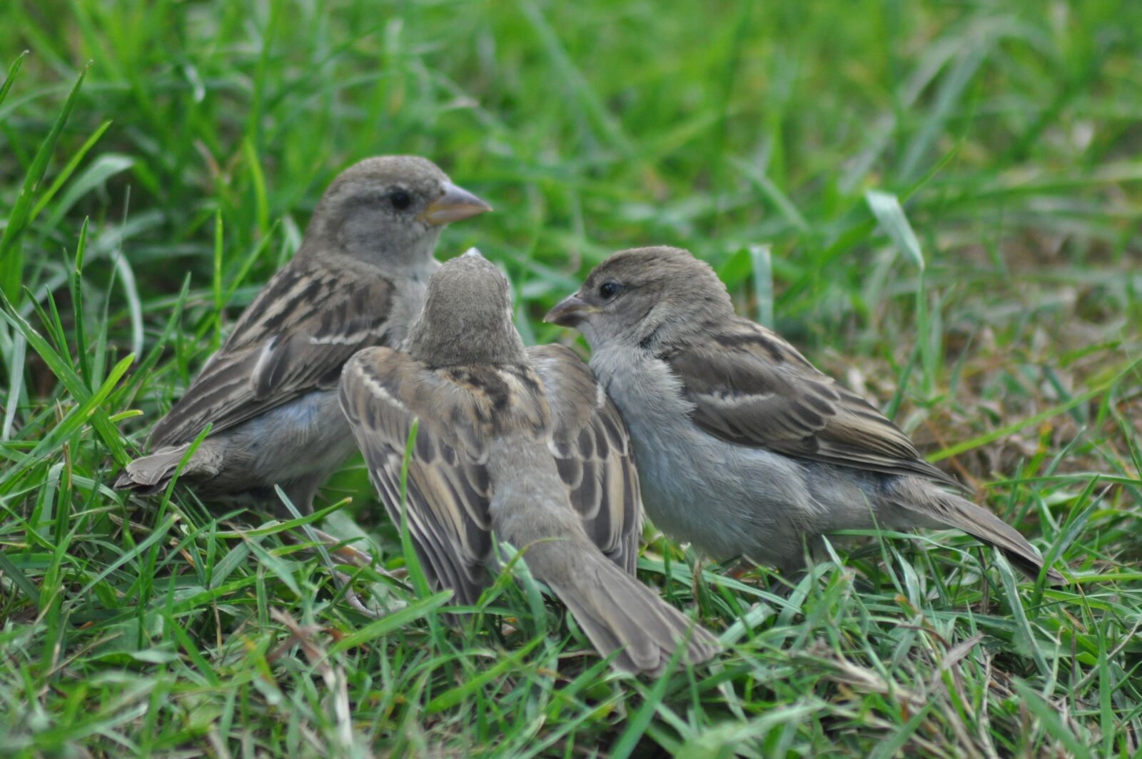 Nikon D90 sample photo. Mus, spring, homester photography