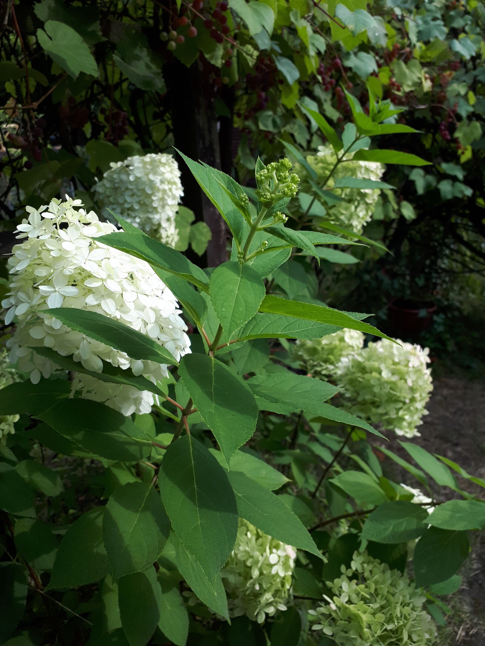 Samsung Galaxy A5(2017) sample photo. Hydrangeas, garden, hydrangea photography
