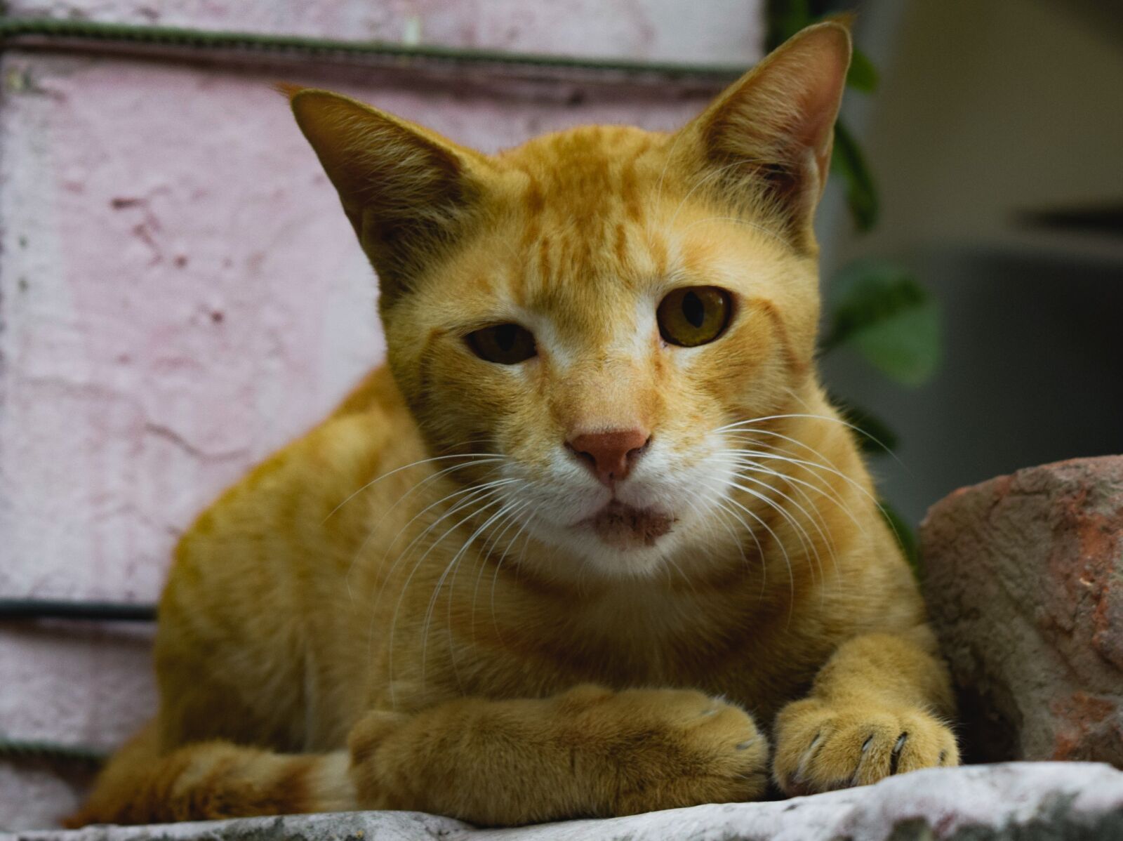 Nikon D5300 sample photo. Cat, fur, friends photography