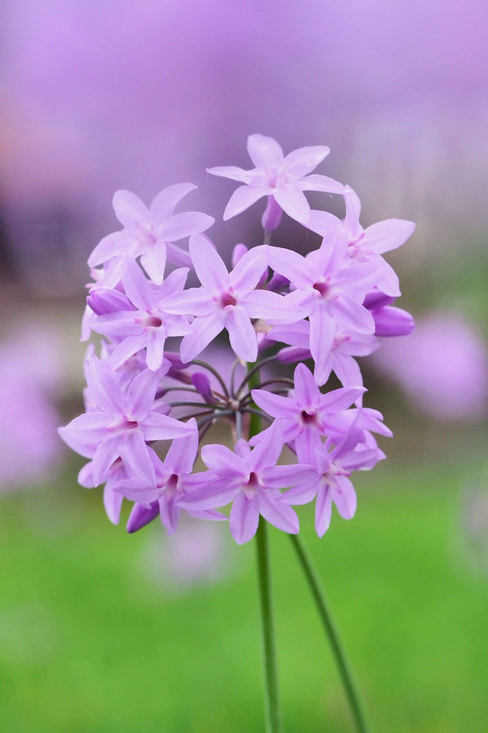 Olympus OM-D E-M1 Mark II sample photo. Flower, nature, plant photography