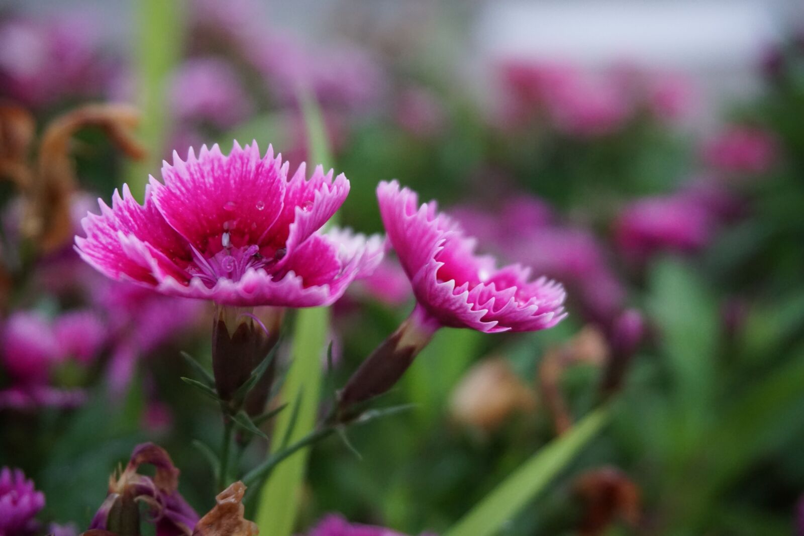 Sony E 16-50mm F3.5-5.6 PZ OSS sample photo. Pink flowers, nature, floral photography