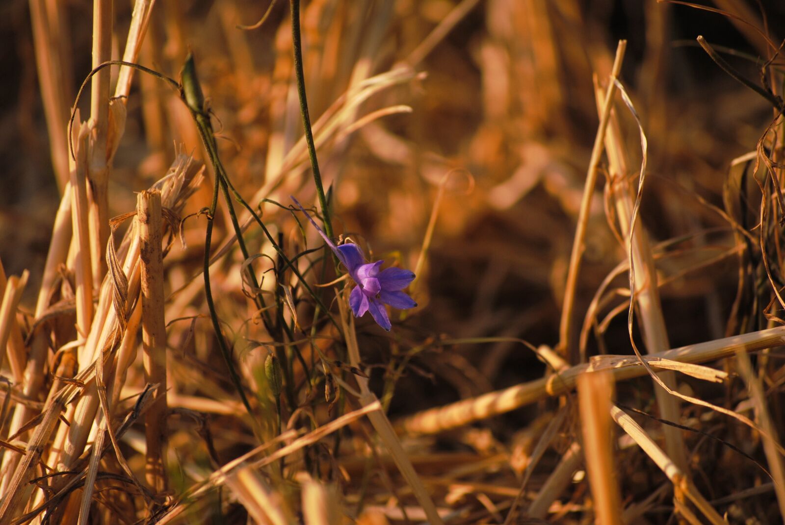 Nikon D3000 sample photo. Autumn, straw, harvest photography