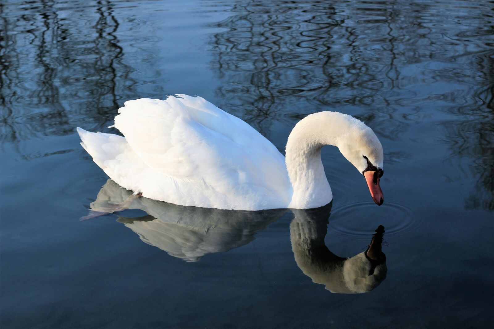 Canon EOS 600D (Rebel EOS T3i / EOS Kiss X5) + Canon EF 50mm F1.8 II sample photo. White swan, water, reflection photography