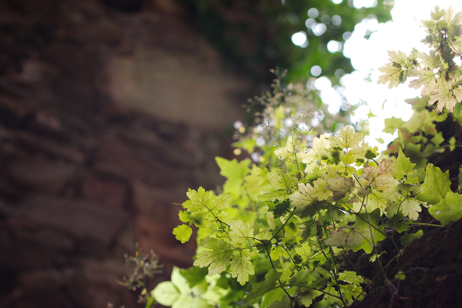 Canon EOS 70D sample photo. Nature, plant, leaf photography