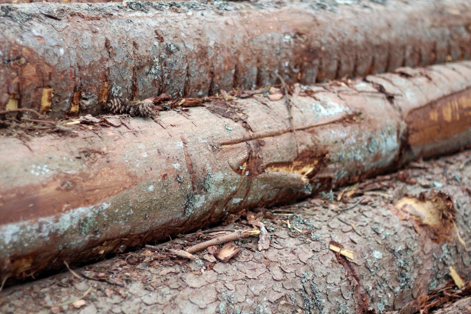 Canon EOS 650D (EOS Rebel T4i / EOS Kiss X6i) + Canon EF 50mm F1.8 STM sample photo. Tree, trees, nature photography