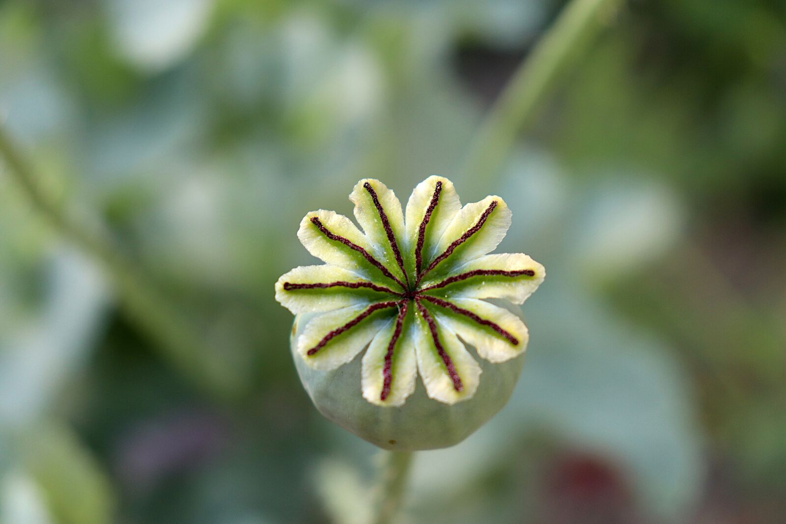 Canon EOS 800D (EOS Rebel T7i / EOS Kiss X9i) sample photo. Poppy seeds, plants, reproduction photography