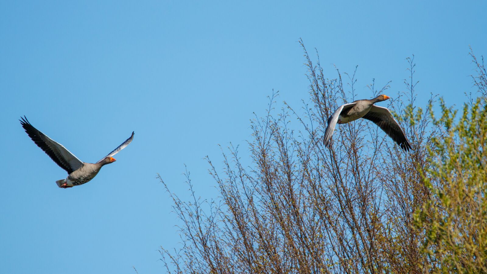 Canon EOS 80D sample photo. Greylag goose, flight, nature photography