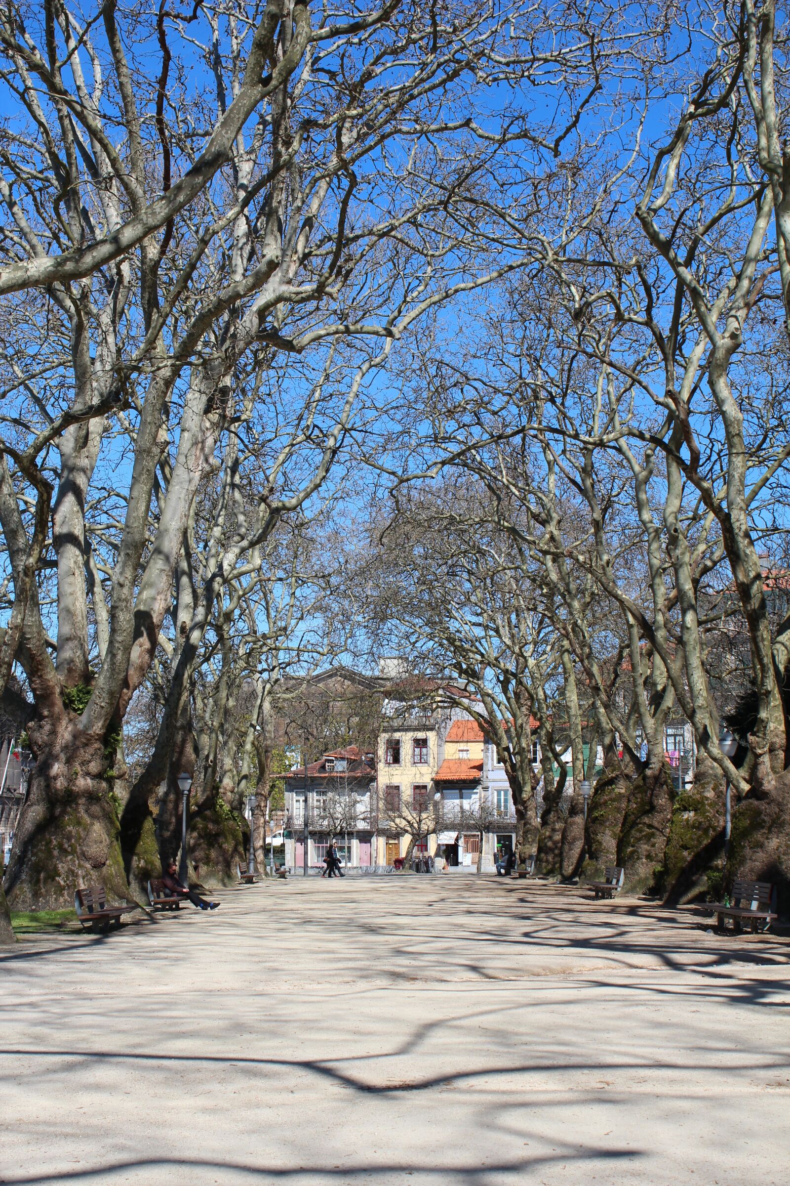Canon EOS 600D (Rebel EOS T3i / EOS Kiss X5) sample photo. Away, trees, avenue photography