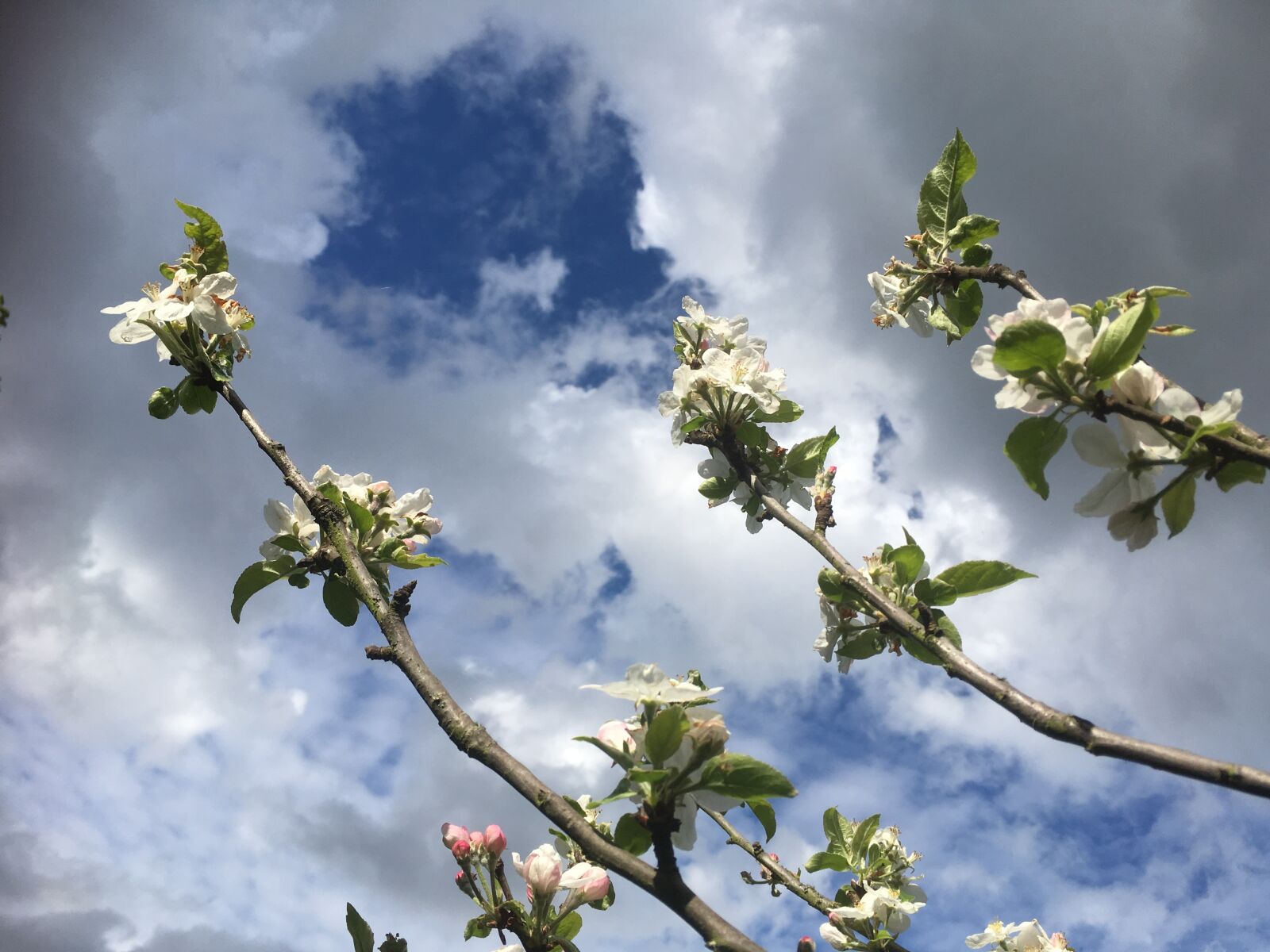 iPhone SE back camera 4.15mm f/2.2 sample photo. Branches, flowers, apple photography
