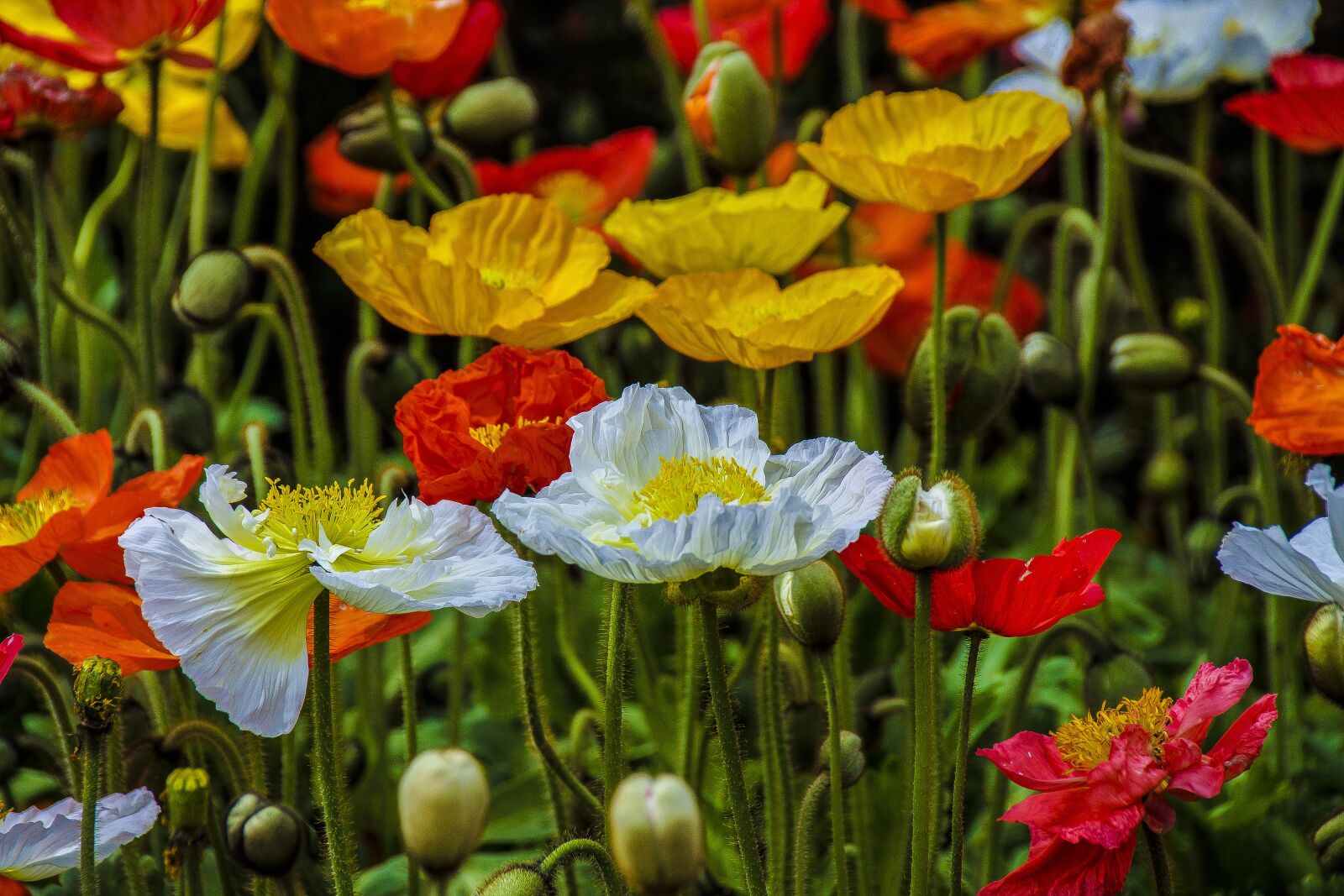 Sony SLT-A65 (SLT-A65V) sample photo. Flowers, garden, petals blossom photography