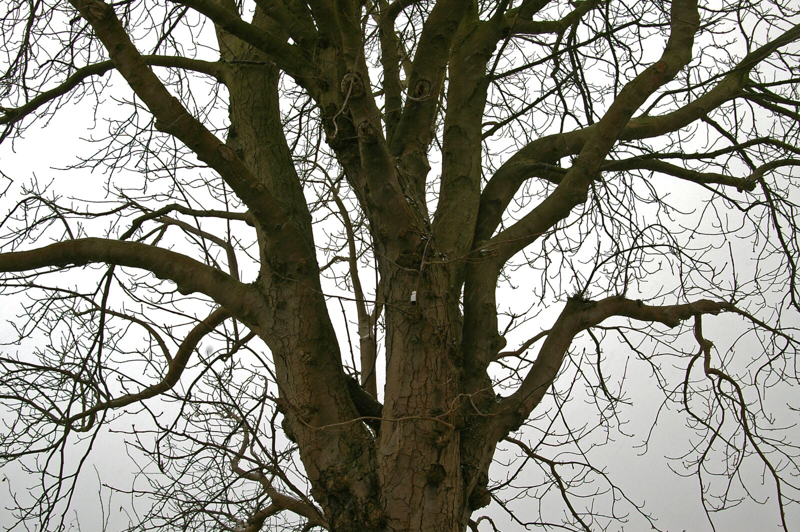 Pentax *ist DL2 sample photo. Tree, deciduous tree, nature photography