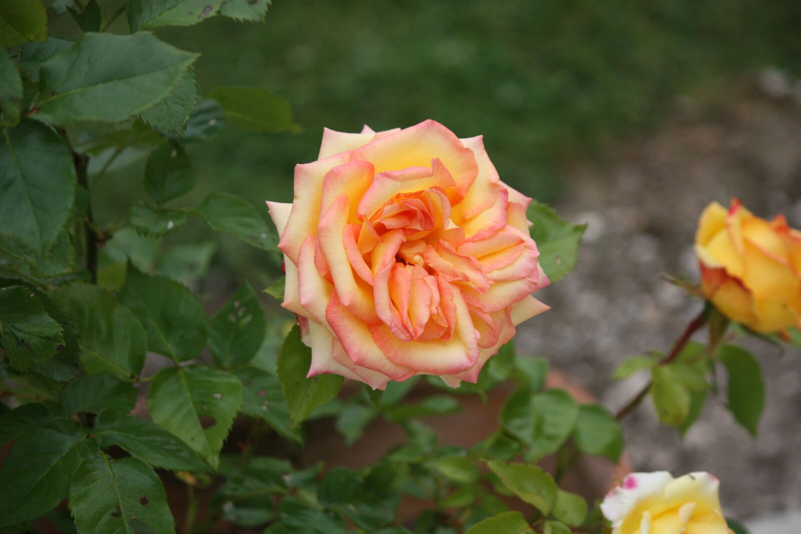 Canon EOS 450D (EOS Rebel XSi / EOS Kiss X2) sample photo. Rose, fleur, flores photography