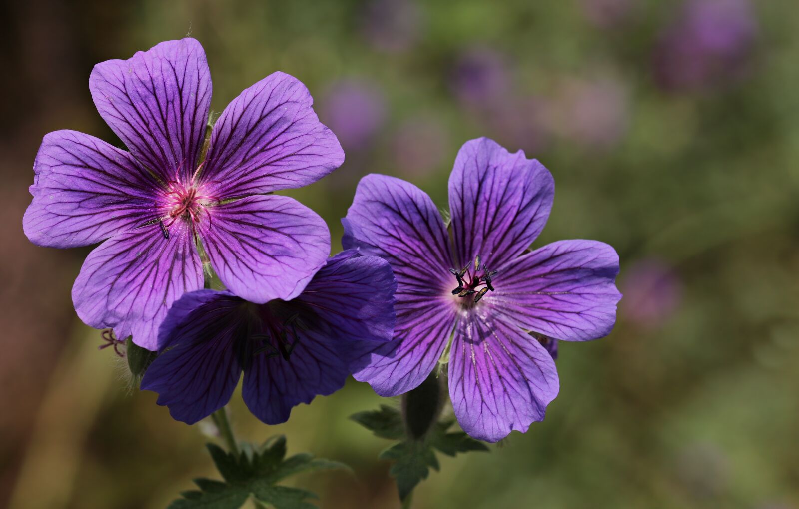 Canon EOS 80D sample photo. Cranesbill, flowers, flower photography
