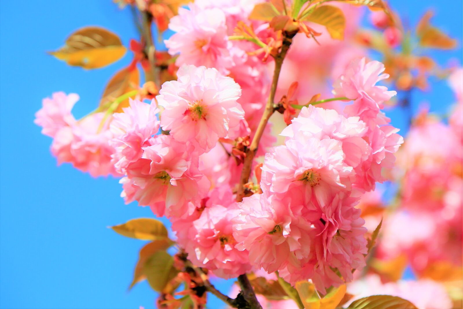Canon EOS 5D Mark III sample photo. Flower, spring, nature photography