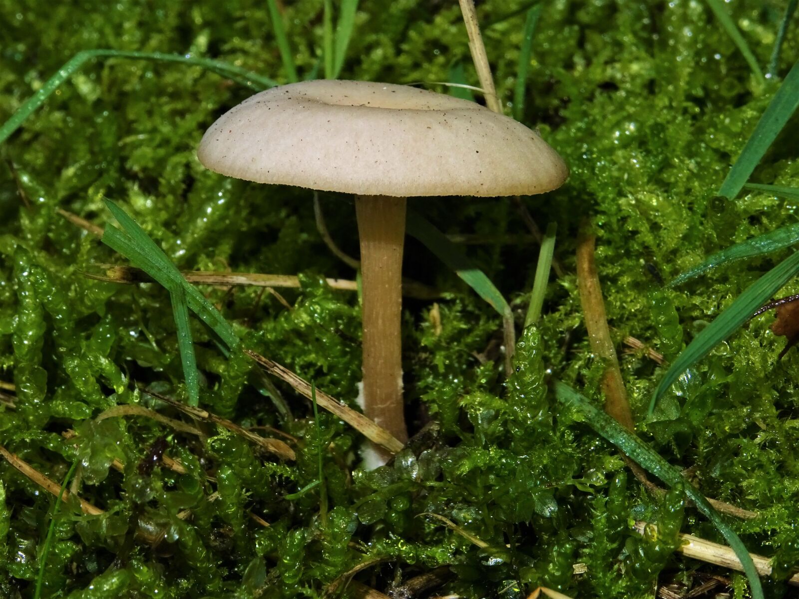 Sony DSC-HX60 sample photo. Mushroom, white, nature photography