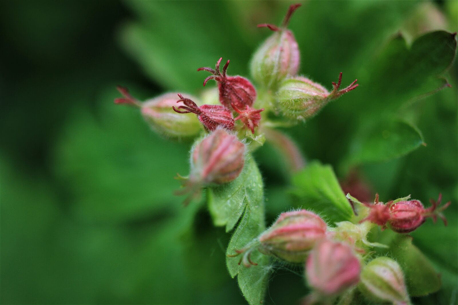 Canon EF-S 35mm F2.8 Macro IS STM sample photo. Balkan cranesbill, stork beaks photography