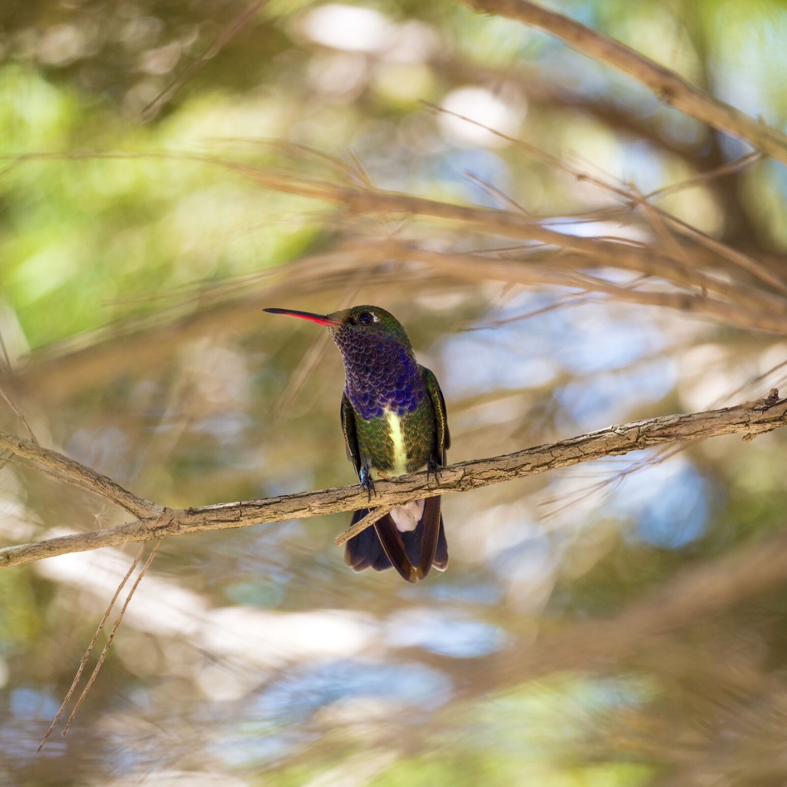 Canon EOS 1300D (EOS Rebel T6 / EOS Kiss X80) sample photo. Hummingbird, birds, nature photography