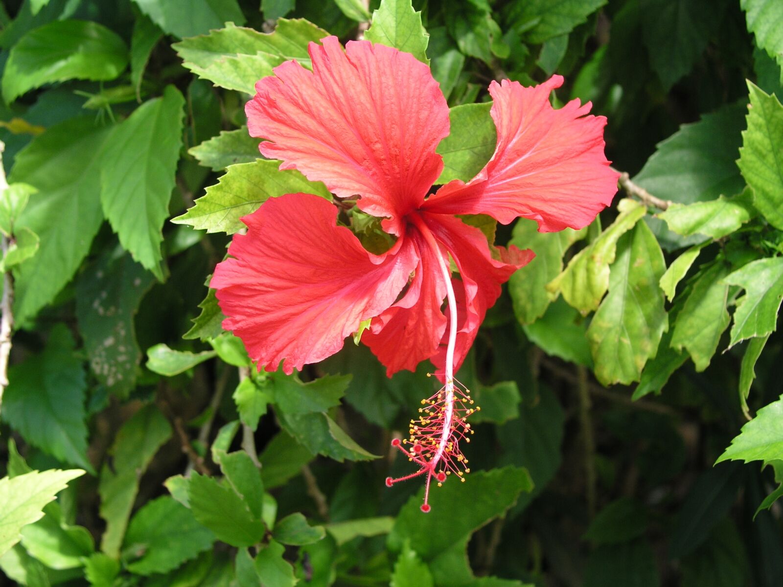 Olympus C5050Z sample photo. Flower, bloom, hibiscus photography