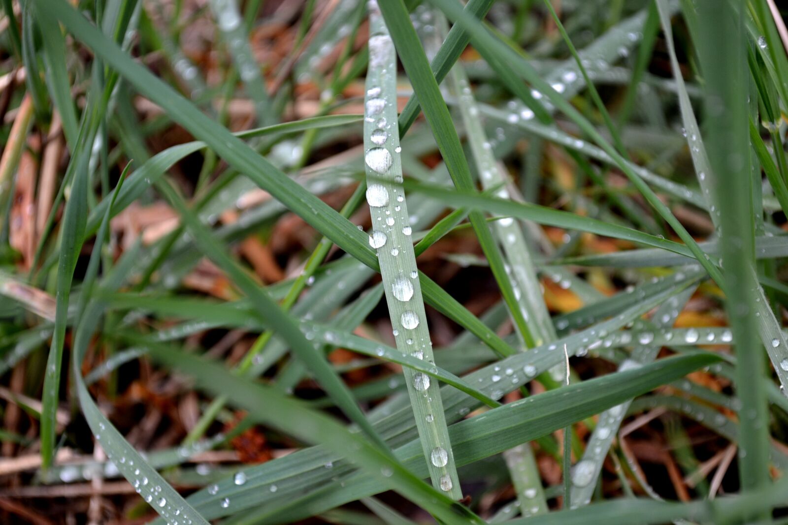 Nikon D3100 sample photo. Grass, rosa, green photography