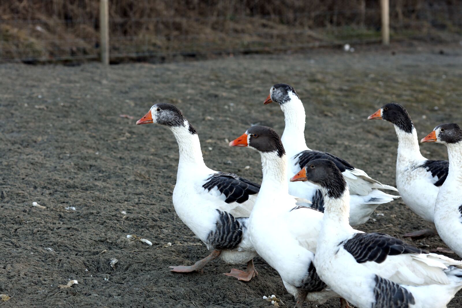 Canon EOS R + Canon EF 135mm F2L USM sample photo. Geese, birds, animals photography