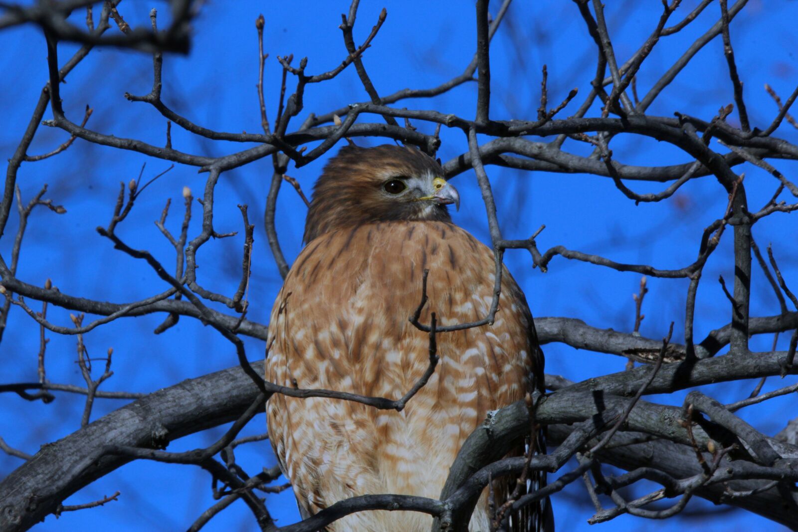 150-600mm F5-6.3 DG OS HSM | Contemporary 015 sample photo. Nature, tree, wildlife photography