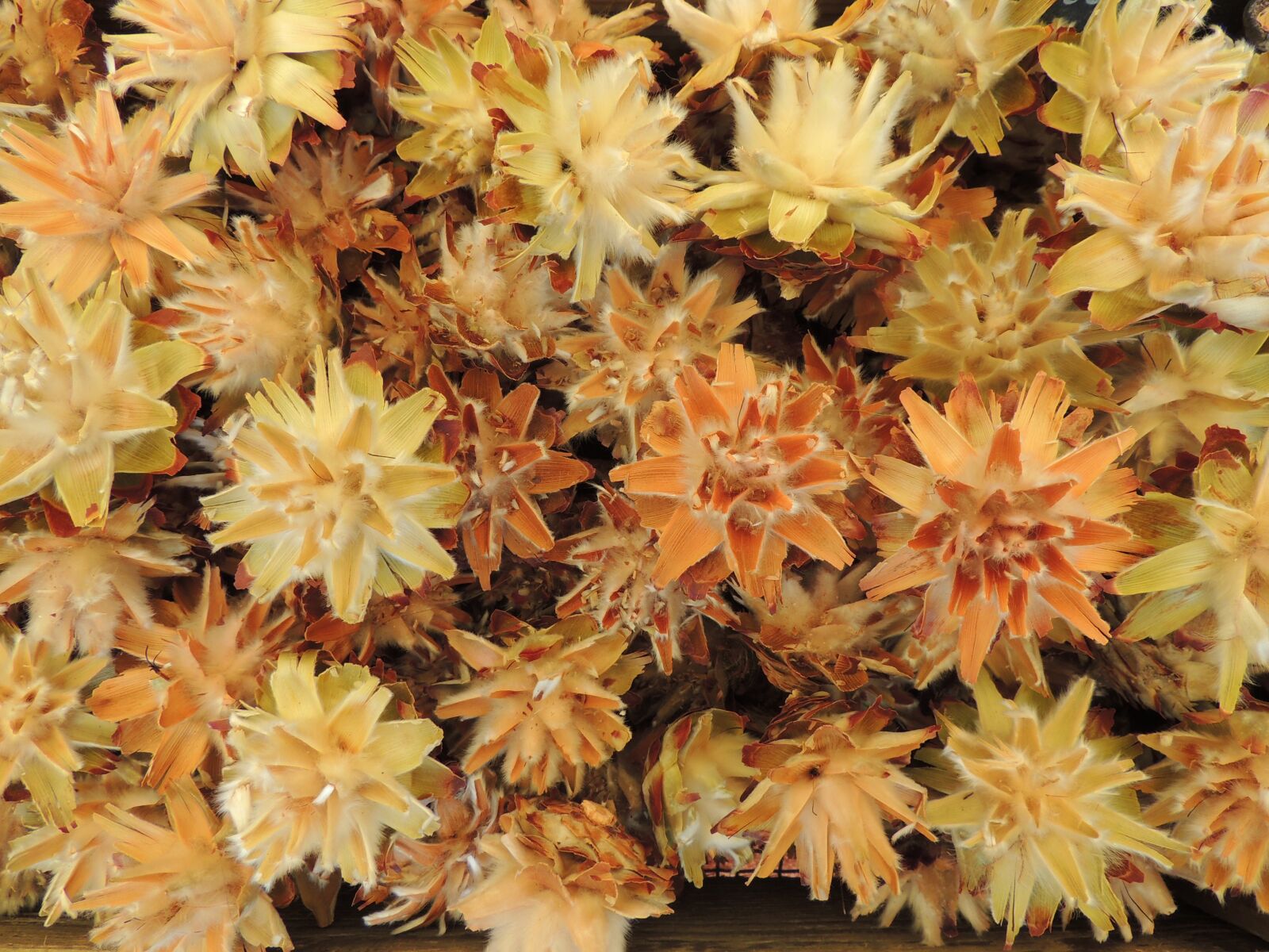 Nikon Coolpix P510 sample photo. Dried, seeds, decoration photography