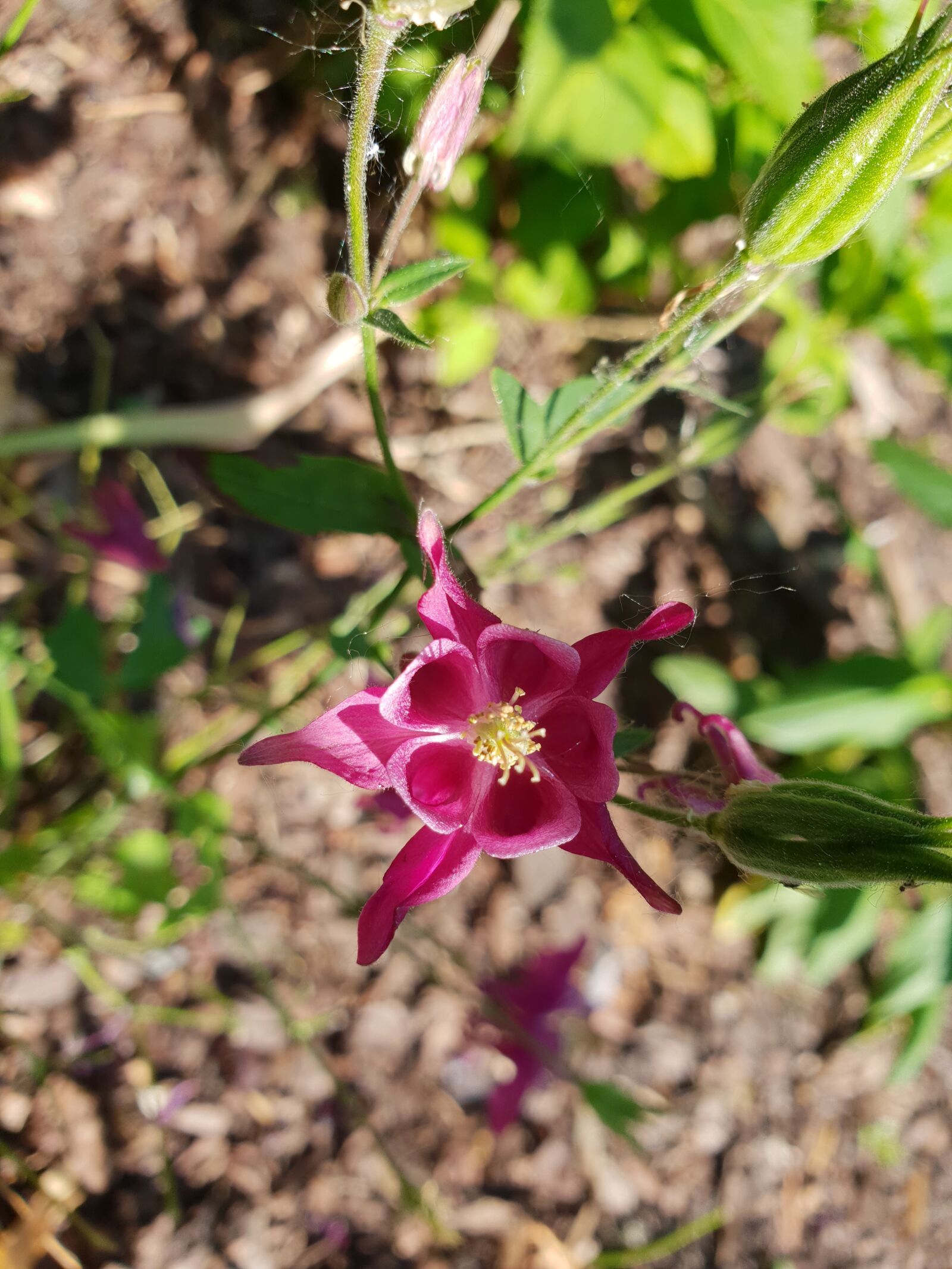 Samsung Galaxy S9+ sample photo. Nature, flower, plant photography