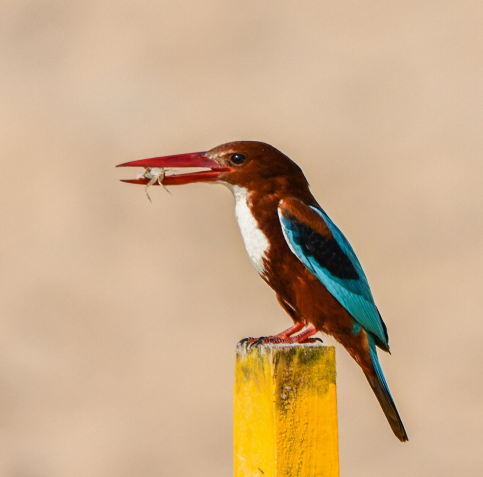 Nikon D850 sample photo. Bird, wildlife, nature photography