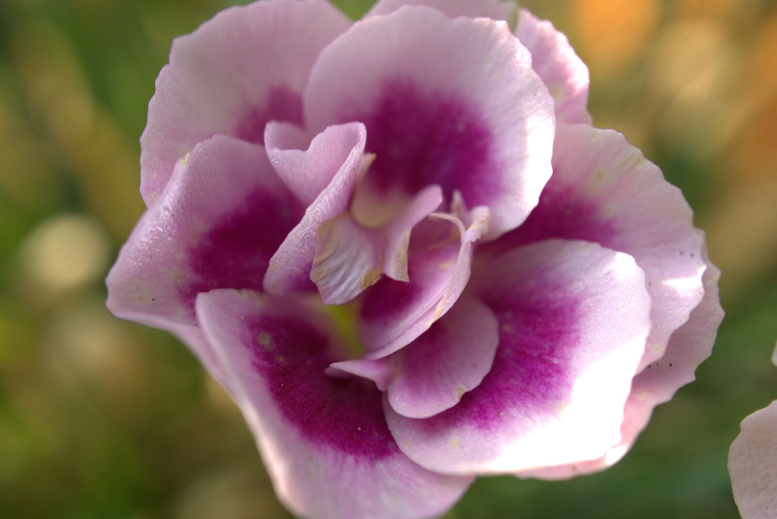 Sony E 30mm F3.5 Macro sample photo. Flower, blossom, bloom photography