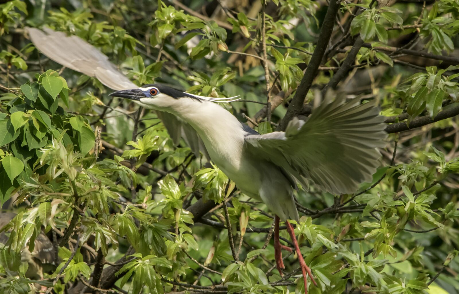 Nikon D5500 sample photo. Nature, bird, wildlife photography