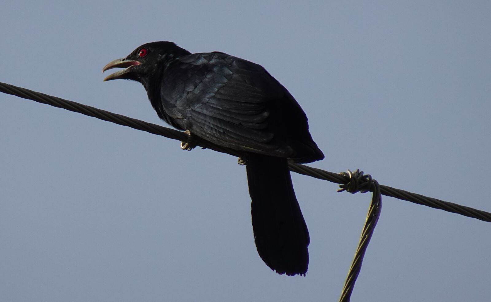 Sony DSC-WX800 sample photo. Bird, koel, eudynamys scolopaceus photography