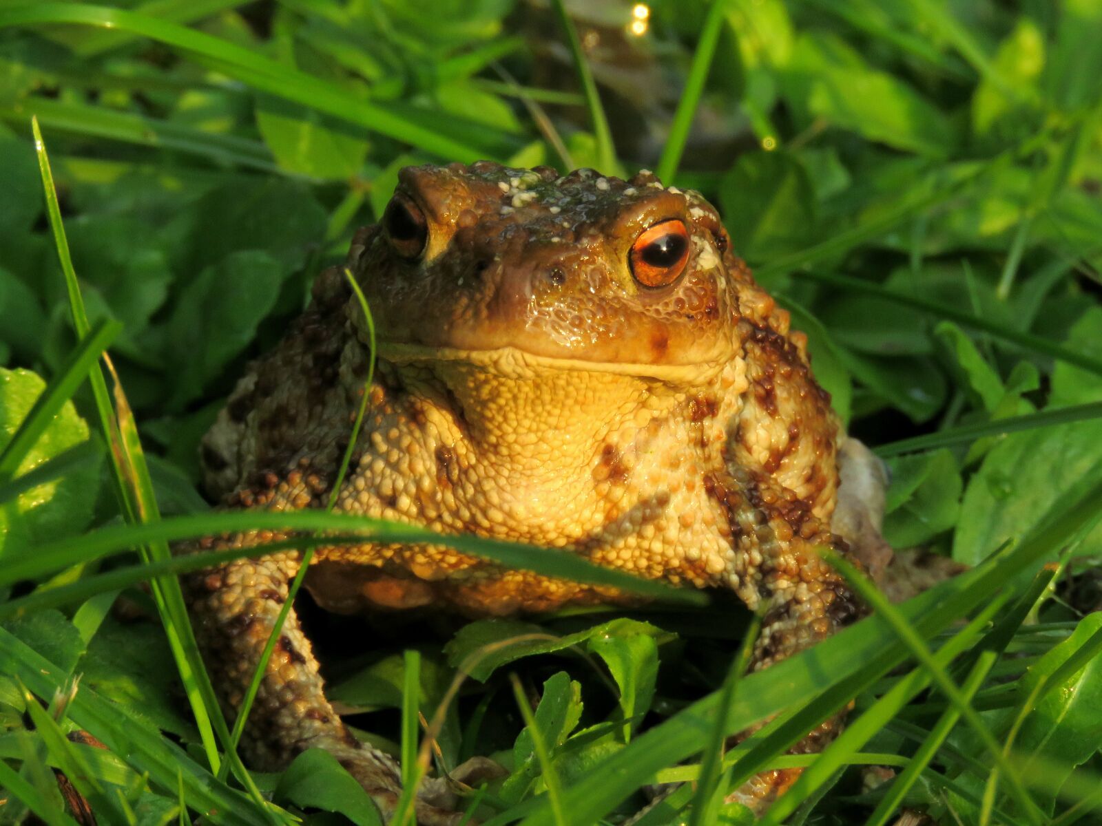 Canon PowerShot SX60 HS sample photo. Toad, anuran, amphibian photography