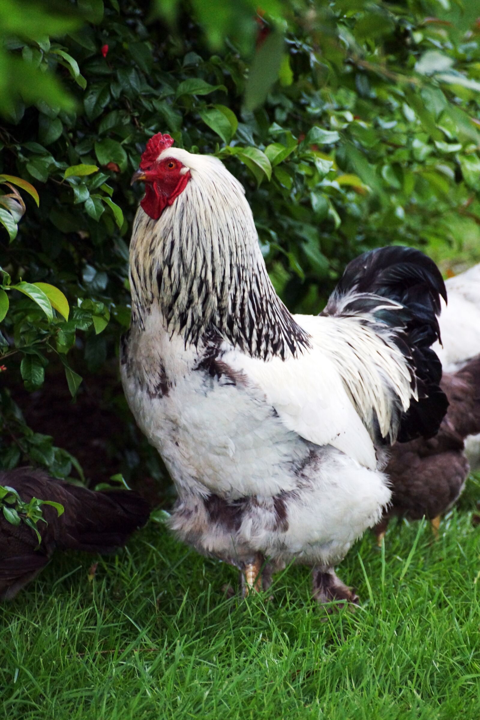 Sony DT 18-250mm F3.5-6.3 sample photo. Rooster, garden, grass photography