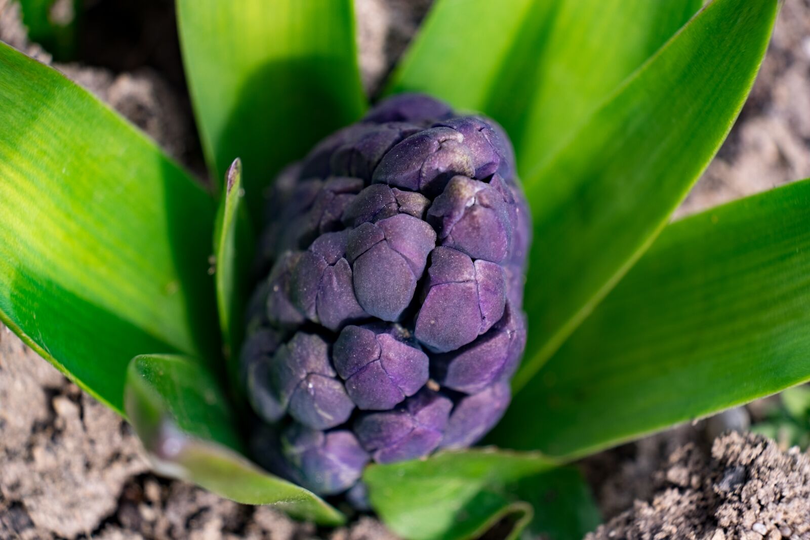 Fujifilm X-T10 sample photo. Bud, spring, hyacinth photography