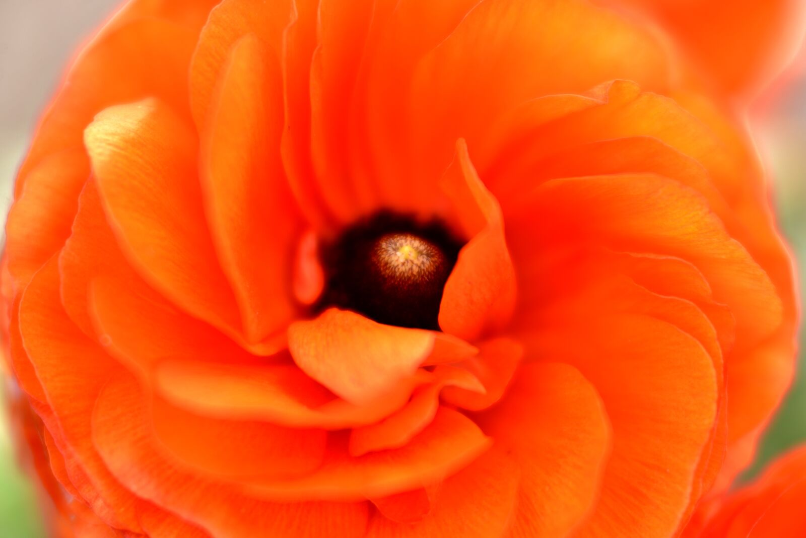 Nikon D600 sample photo. Ranunculus, flower, orange photography