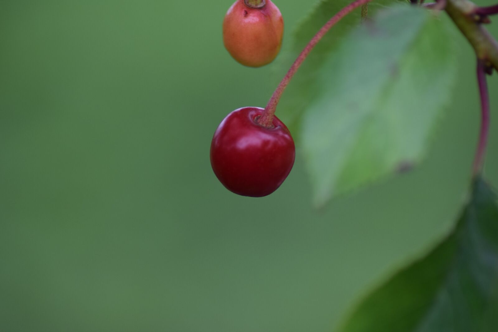 Nikon D3300 sample photo. Love, pink, romance photography