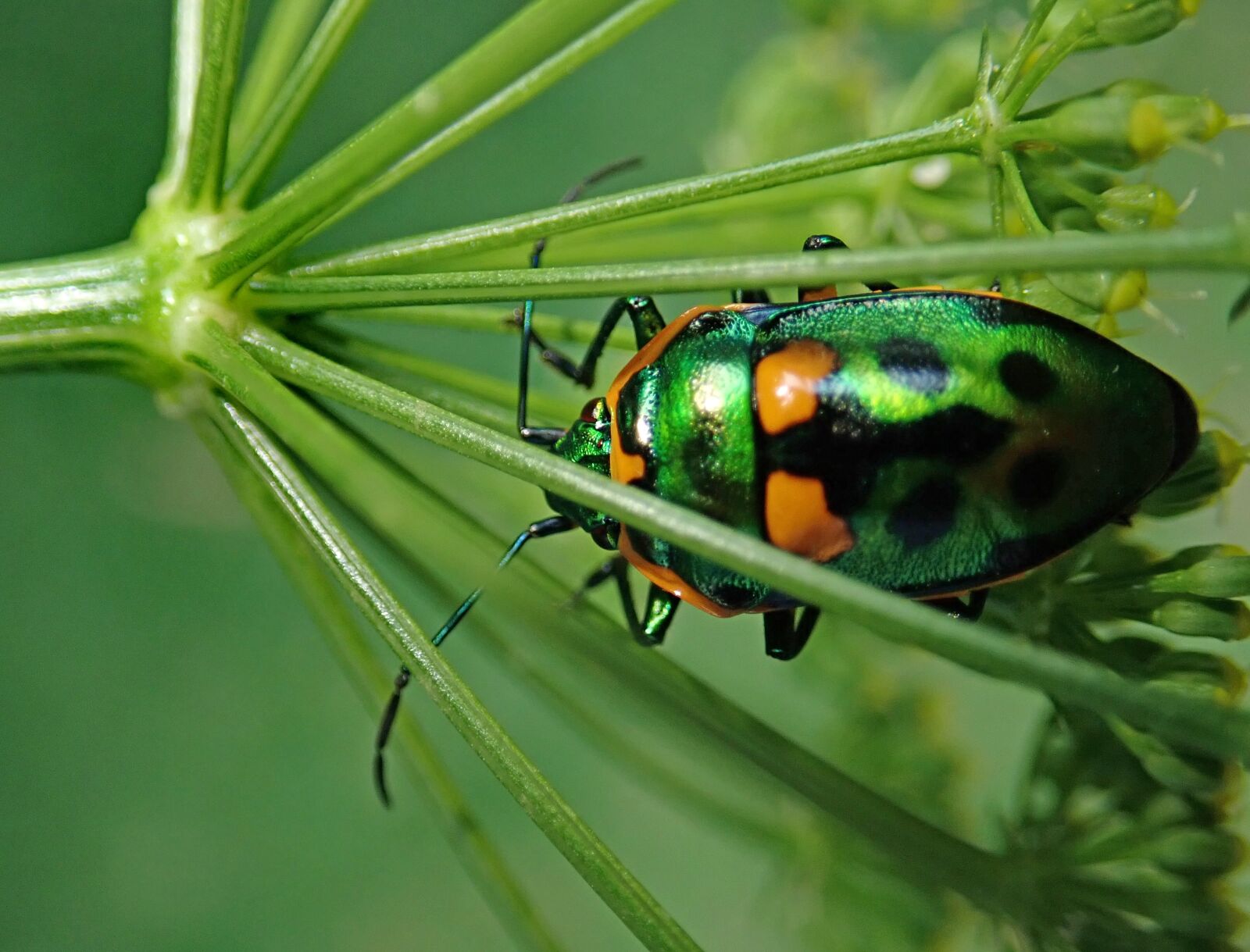 Olympus TG-5 sample photo. Beetle, insect, garden photography