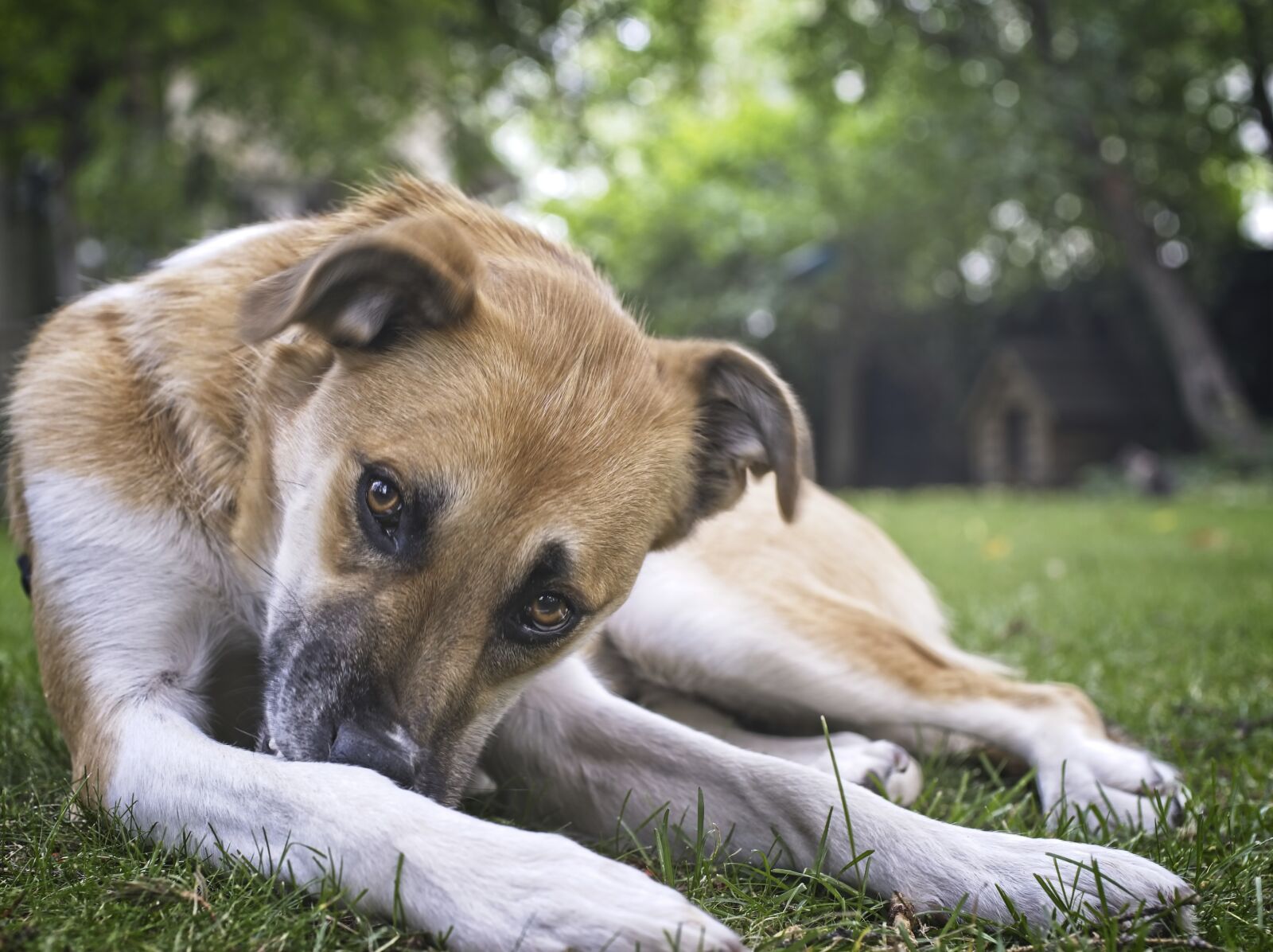 Sony a7 III sample photo. Dog, rest, dog house photography