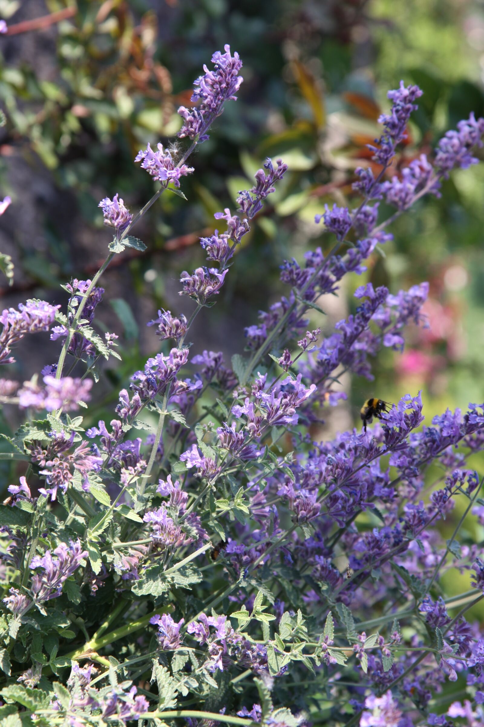 Canon EOS 50D sample photo. Catnip, hummel, flower photography