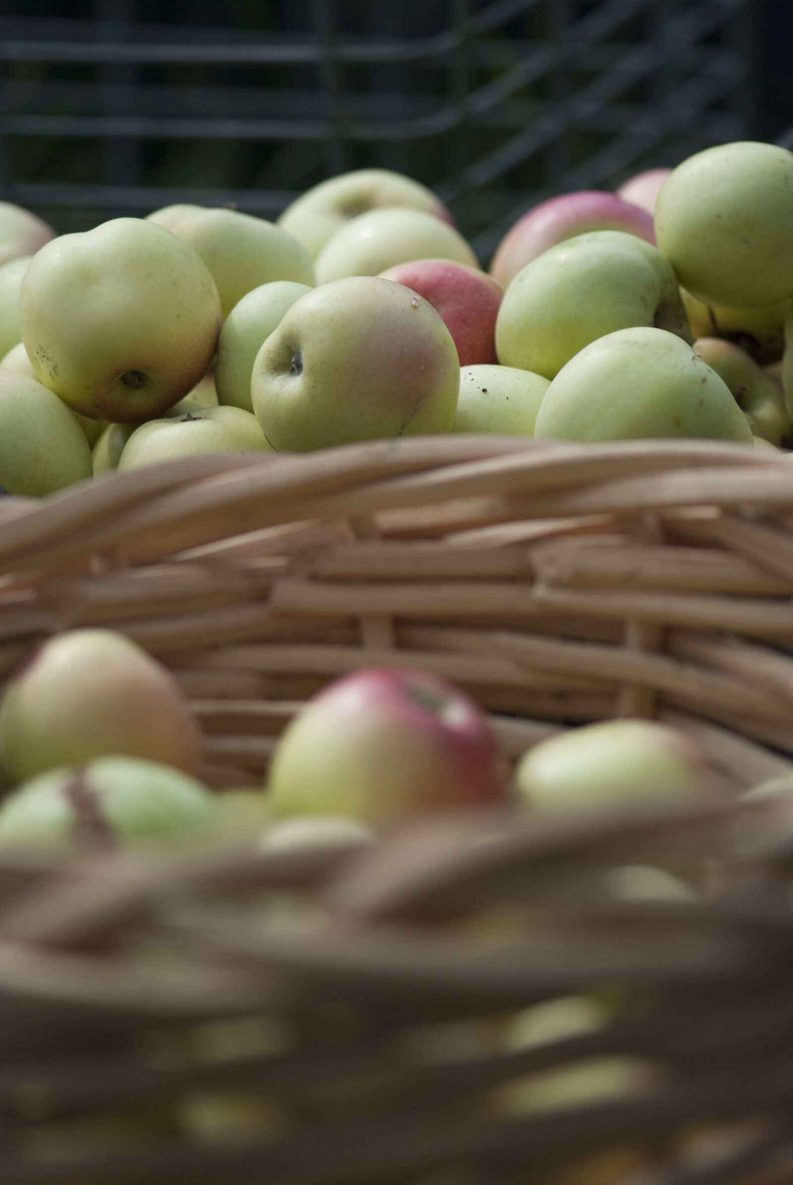 Nikon D80 sample photo. Apples, fruit, summer photography