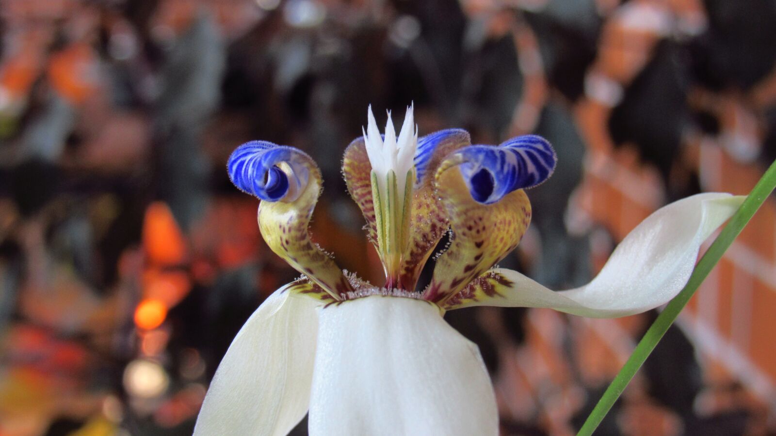 Canon PowerShot SX520 HS sample photo. Orchid, flower, garden photography