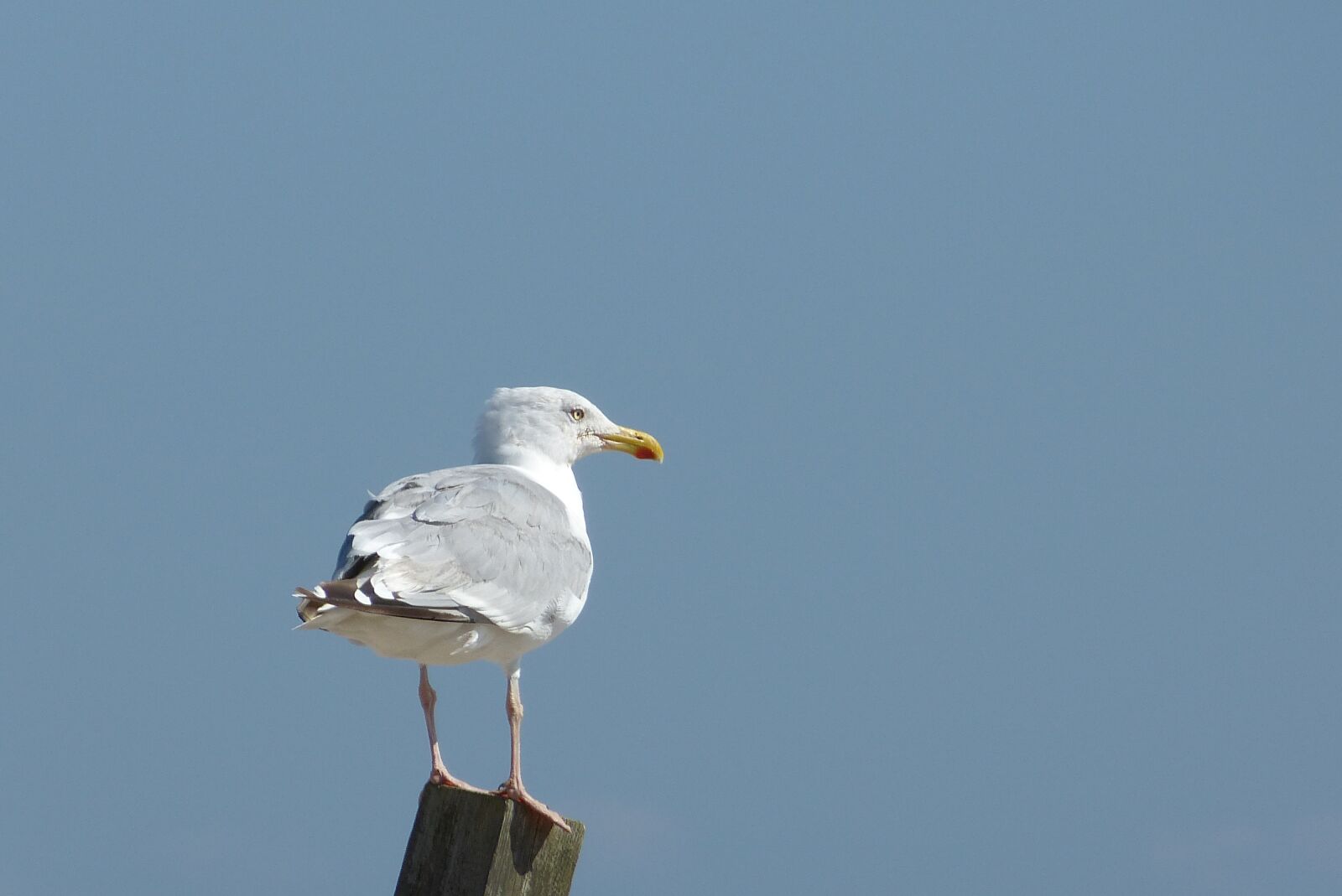 Panasonic Lumix DMC-FZ150 sample photo. Baltic sea, gull, view photography