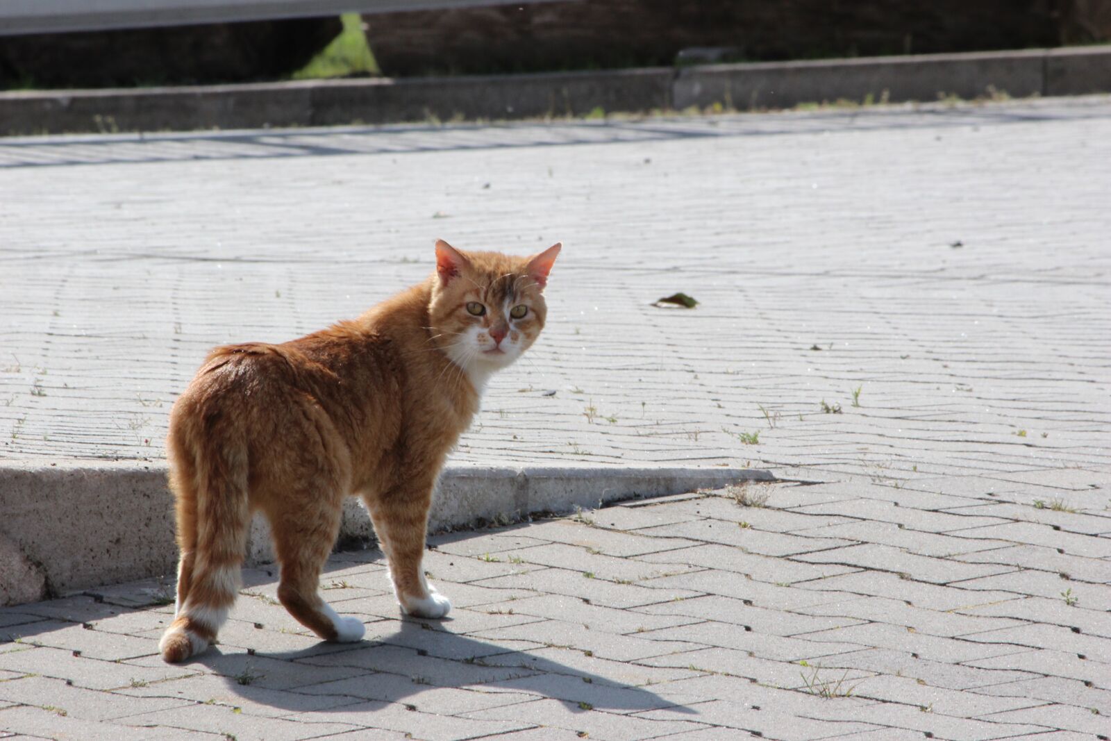 Canon EOS 600D (Rebel EOS T3i / EOS Kiss X5) sample photo. Cat, animal world, pet photography