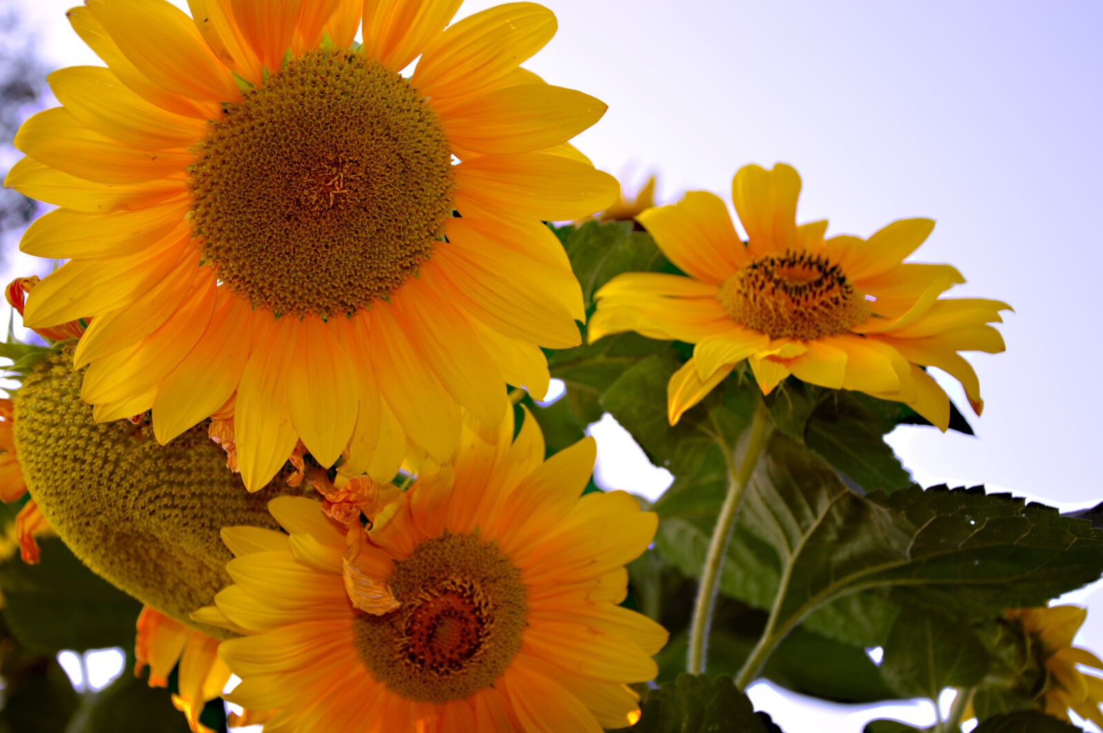 Nikon D3200 sample photo. Sunflower, sun roses, flowers photography