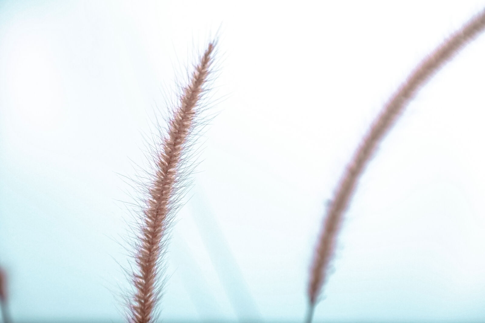Samsung NX300 sample photo. Blur, close, up, depth photography