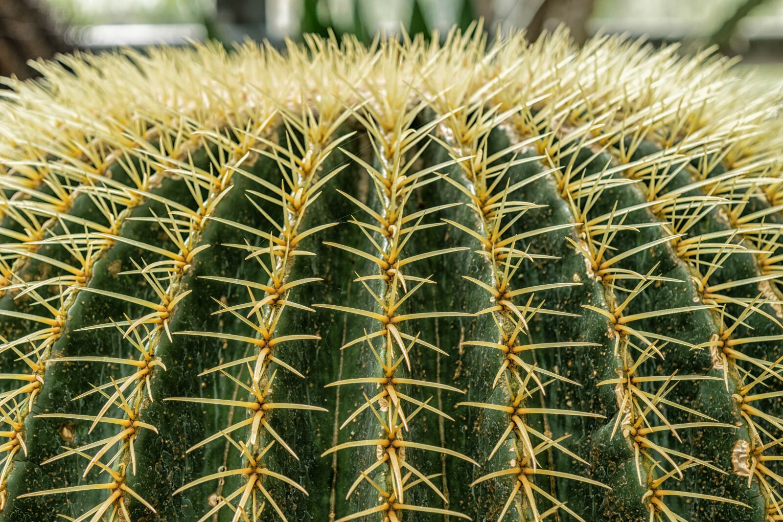 Nikon D3300 sample photo. Cactus, sting, prickly photography